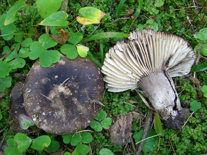 Qualche fungo...(seconda parte)